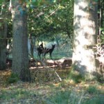 Ashridge deer