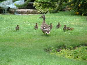 Wild Ducks nesting in the walled garden